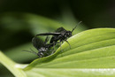 6934 Solomon's Seal Sawfly (phymatocera aterrima) Mating on Solomon's Seal Plant
